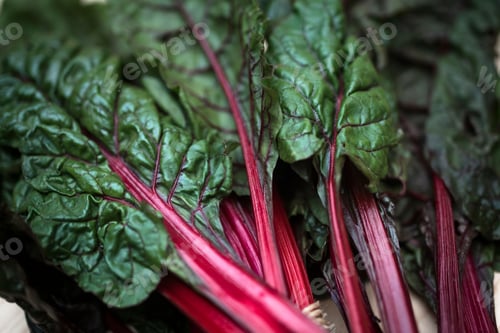 Preview: Organic Purple Chard