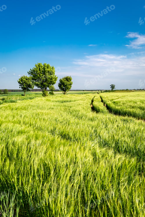 Preview: Amazing ears of grain on green field in summer