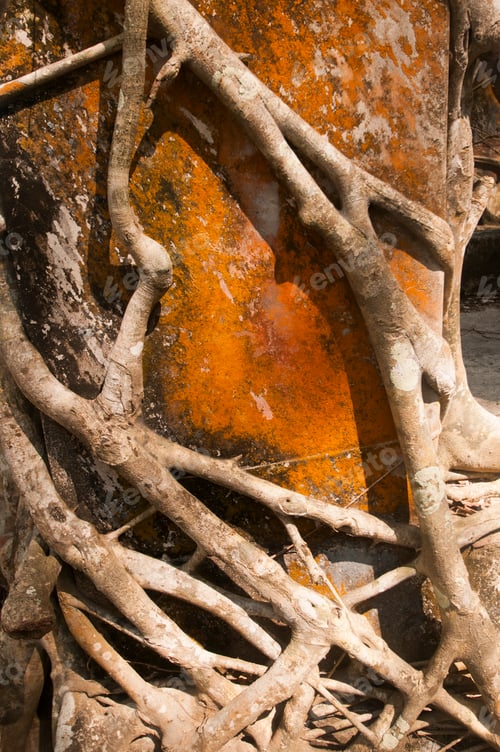 Preview: Old tree roots covered walls. Abstract Background