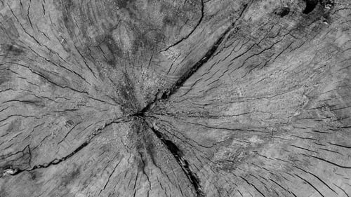 Preview: Wood Texture Industrial Background Cross Section of Large Birch log in black and white