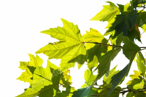 Preview: Beautiful maple leaves against sky in bright sunny morning