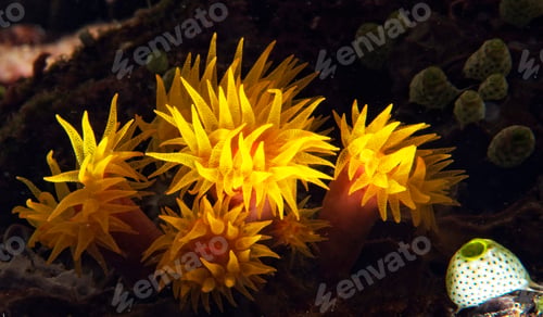 Preview: Scuba diving, underwater photography. Colorful underwater coral reef scene