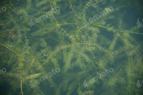 Preview: nature swamp field of green algae plant bloom, Scientists are developing research on algae