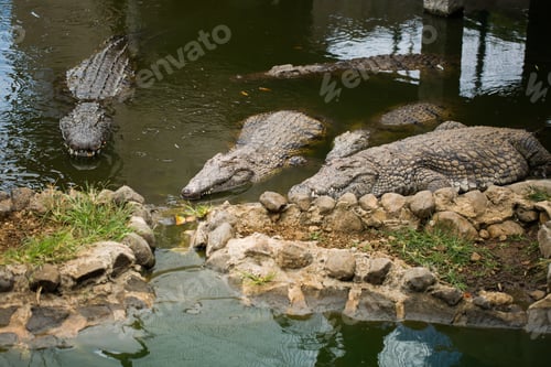 Preview: Crocodiles in the La Vanilla reserve, Mauritius