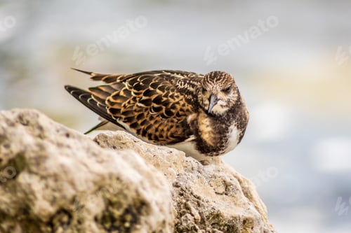 Preview: A sanderling, a small sea bird taking a rest on a rock. Beautiful feathers and beak.