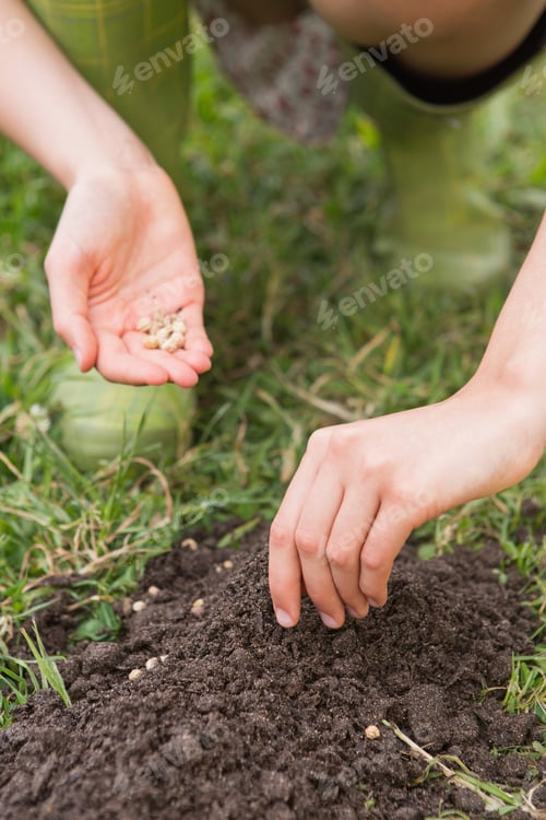 Preview: Woman planting in a field on a sunny day