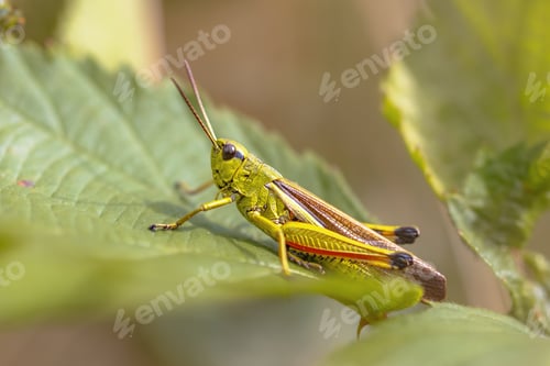 Preview: Large marsh grasshopper perched on grass