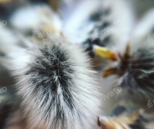 Preview: Pussy-willow