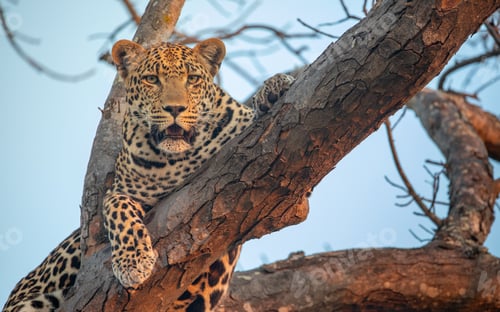 Preview: Leopard, Panthera pardus, Male leopard resting on a thick tree branch