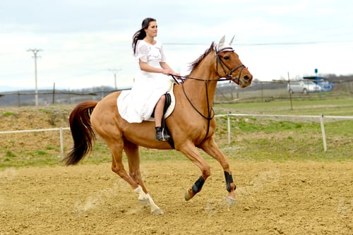 Preview: Show Jumping
