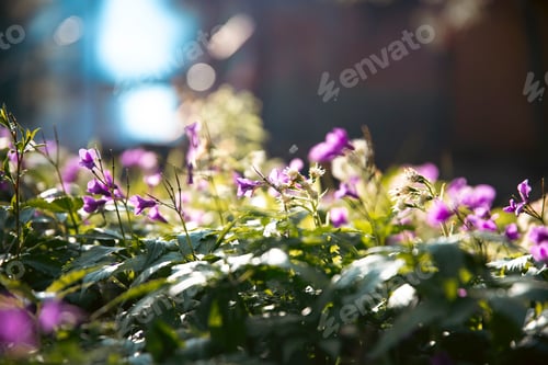 Preview: Orychophragmus violaceus or Chinese violet cress
