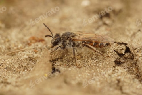 Preview: Closeup on a female red-bellied miner solitary bee, Andrena ventralis