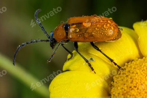 Preview: Orange beetle 250524-0714