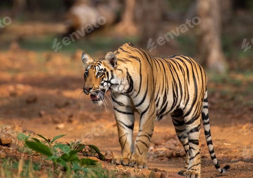 Preview: Sub adult tiger