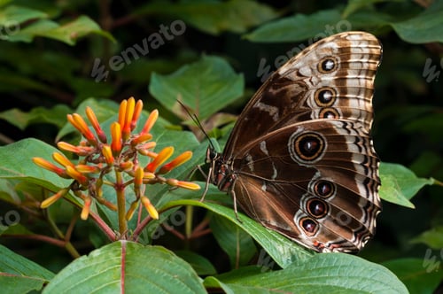 Preview: A closeup of a butterfly perched on vibrant flowers.