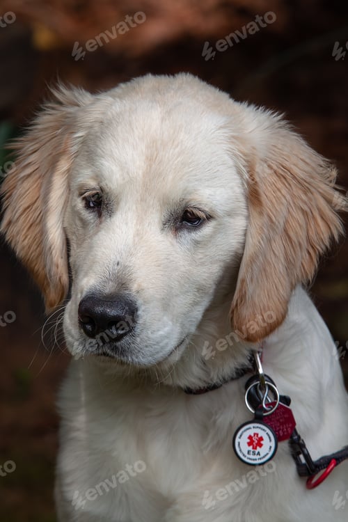 Preview: Close-up of a pensive golden retriever with an emotional support animal tag and collar.