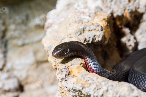 Preview: Black snake coiled on rock, Australia