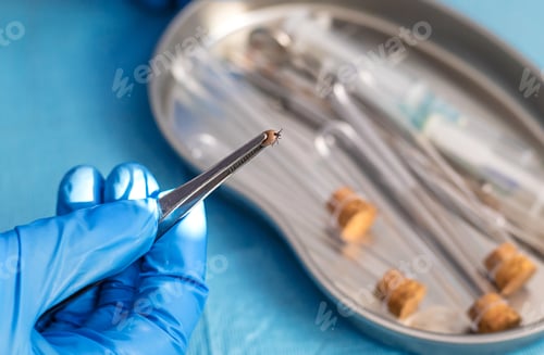 Preview: Ticks in the lab for analysis. Selective focus.