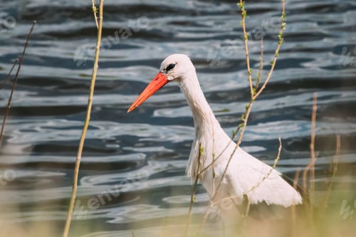Preview: Adult European White Stork Ciconia Ciconia Standing Near River Or Lake
