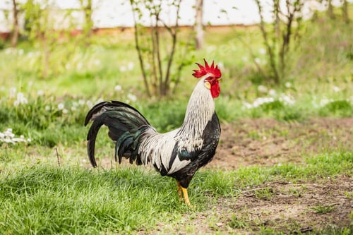 Preview: Rooster On a Green Meadow