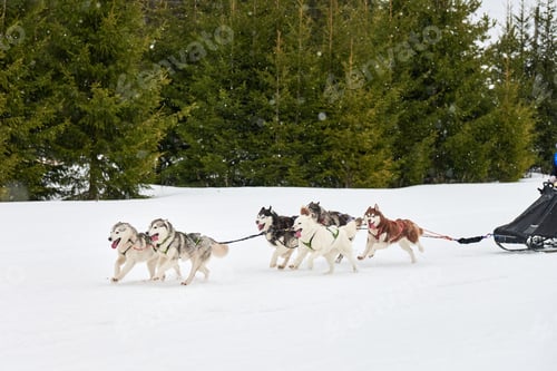 Vista previa: Husky sled dog racing