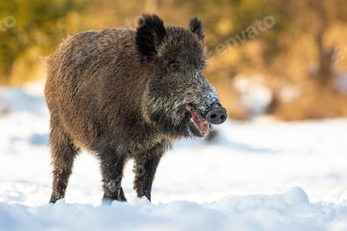 Preview: Wild boar standing on snowy field in winter nature