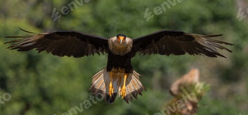 Preview: A Crested Caracara in the Rainforest