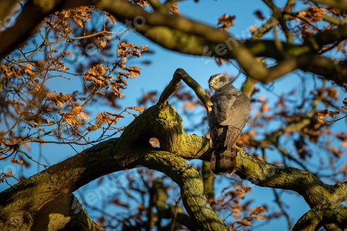 Preview: Northern Goshawk perched on a tree branch in a natural setting.