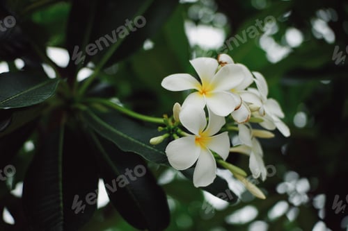 Preview: White plumeria on the plumeria tree, Beautiful flower background. Toned with color filter and soft n