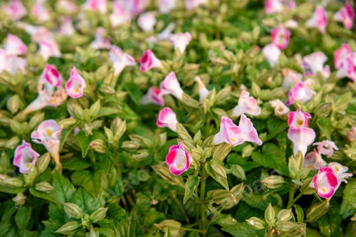 Preview: Beautiful torenia Flower in the garden