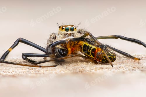 Preview: Jumping Spider Predation on an Insect, Close Up