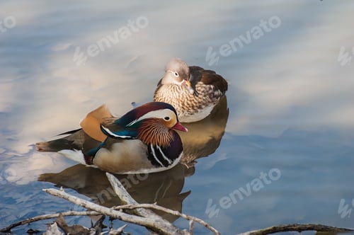 Preview: Pair of mandarin duck (Aix Gareliculata)