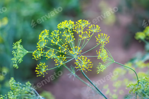 Preview: Fresh dill plants growing on the vegetable bed.
