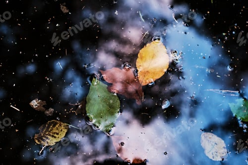 Preview: Colorful leaves in pond, autumn background