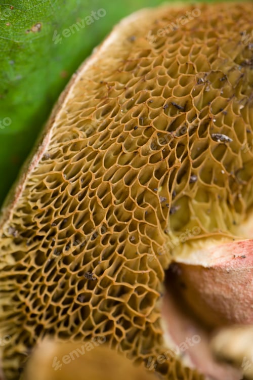 Preview: Sponge like mushroom gills