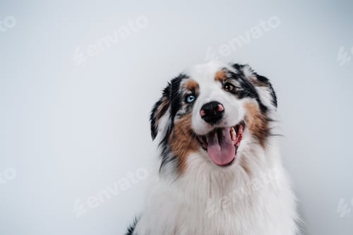 Preview: Domestic adorable dog with multicolored eyes in white background