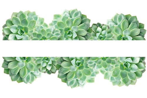 Preview: Frame of cactus succulent plant isolated on white