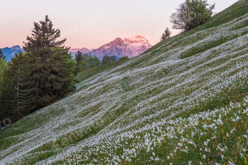 Preview: Daffodils below Golica mountain