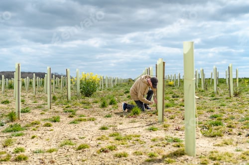 Preview: a man checking on the recently planted trees