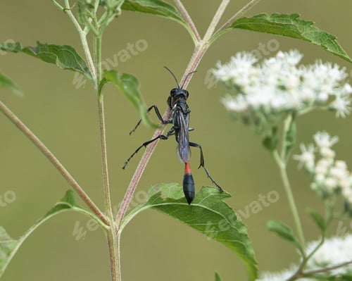 Preview: Black and red wasp on a green plant stem.
