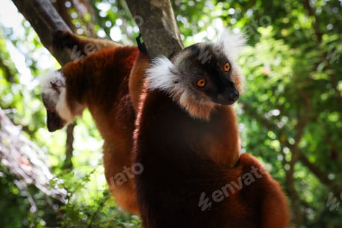 Preview: Black lemurs hanging in the trees of Madagascar