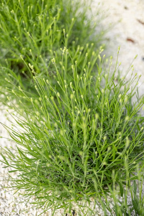 Preview: Lavender bushes growing
