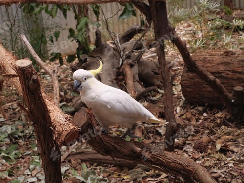 Preview: Sulphur-crested cockatoo on a branch in the zoo. Australia