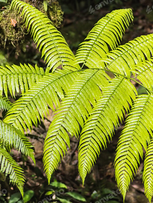 Preview: bright green fern leaves in a botanical garden