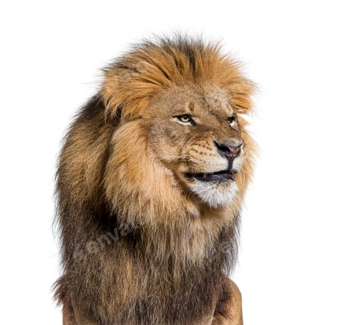 Preview: Upset adult male lion making a funny face, isolated on white