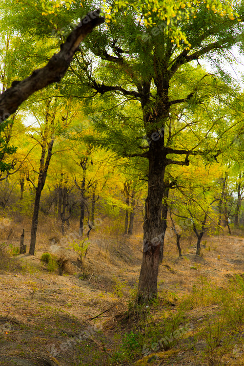 Preview: Forest in summer, Autumn in the forest, India.