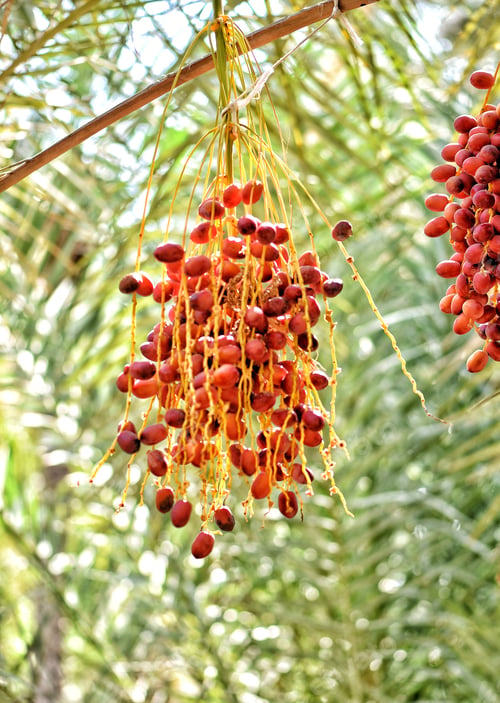 Preview: Tropical Oasis Fruit
