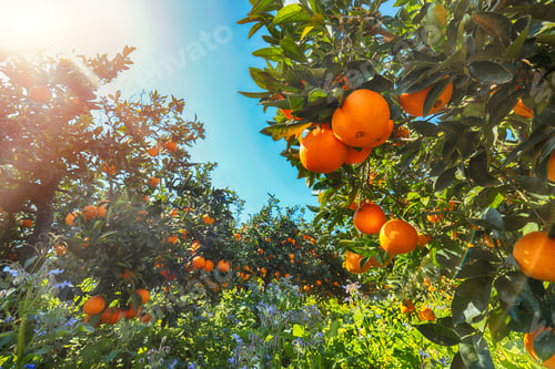 Preview: Ripe oranges on tree in orange garden.