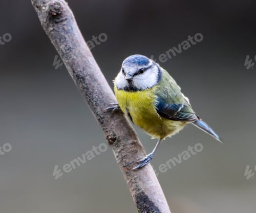 Preview: there is a Blue tit bird that is perched on a branch of a tree