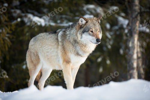 Preview: Wolf in sunset